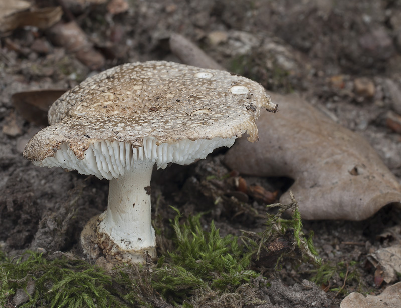 Amanita franchetii